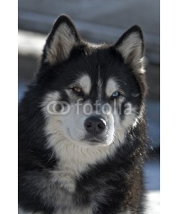 Blickfang, Husky Portrait