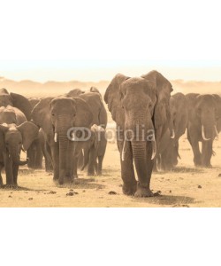 kasto, Loxodonta africana, African bush elephant.