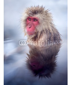 eyetronic, Affe beim baden in Yudanaka Onsen Japan