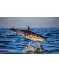 gudkovandrey, Two dolphins in flight over water. South Africa.