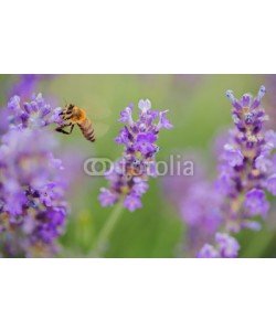 ValentinValkov, Wild bee on Lavender