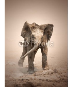 JOHAN SWANEPOEL, Elephant Calf mock charging