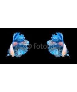 alexzeer, White and blue siamese fighting fish, betta fish isolated on bla