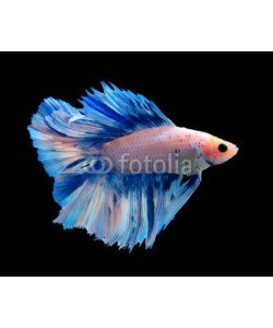 alexzeer, White and blue siamese fighting fish, betta fish isolated on black background.