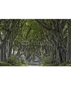 Blickfang, Irland Dark Hedges