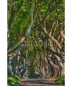 Blickfang, Irland Dark Hedges