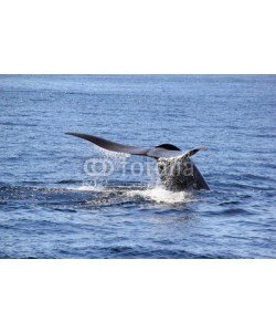 michaelpeak, Blue Whale Flukes