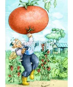 nuvolanevicata, farmer and tomato GMO