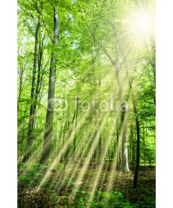 John Smith, Wald mit Sonnenstrahlen