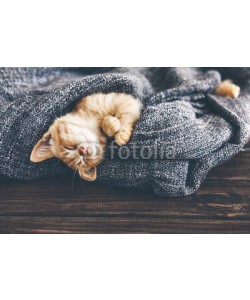 Alena Ozerova, Gigner kitten sleeping