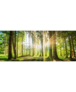 John Smith, Wald Panorama mit Sonnenstrahlen