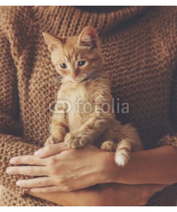 Alena Ozerova, Kitten sitting on hands