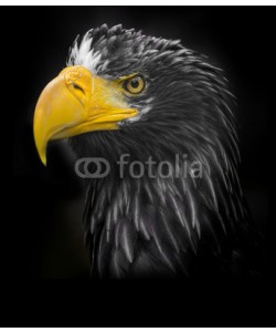 Vera Kuttelvaserova, Steller's sea eagle (Haliaeetus pelagicus)