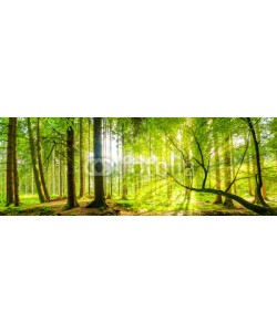John Smith, Wald Panorama mit Sonnenstrahlen