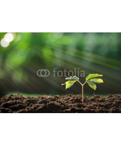 amenic181, Young plant in the morning light on nature background
