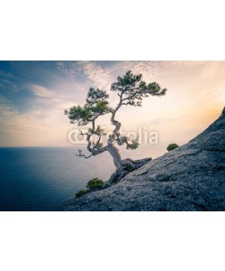 ivanabramkin, The pine on the rock