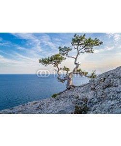 ivanabramkin, The pine on the rock