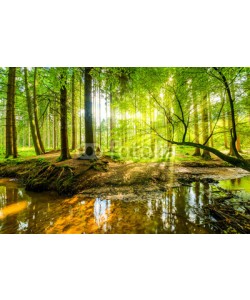 John Smith, Wald Panorama mit Bach und Sonnenstrahlen