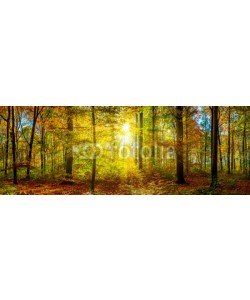John Smith, Wald Panorama im Herbst mit Sonnenstrahlen