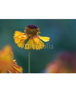 UlrikeAdam, Sonnenbraut - Helenium in Gelb