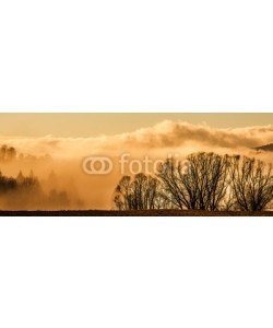 Vera Kuttelvaserova, morning fog and a forest