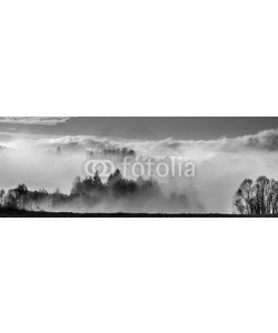 Vera Kuttelvaserova, morning fog and a forest