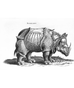 ALBRECHT Dürer, Rhinoceros, no.76 from 'Historia Animalium' by Conrad Gesner (1516-65) published in July 1815 (engraving) (b/w photo)