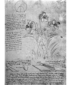 Leonardo da Vinci, Studies of Violas (Viola odorata and Viola canina), fol. 14r from Manuscript B, c.1487-90 (pen and ink on paper)