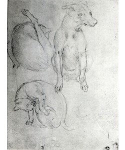 Leonardo da Vinci, Study of a dog and a cat, c.1480 (metalpoint on paper)