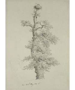 Caspar David Friedrich, Ancient Oak Tree with a Stork's Nest, 23rd May 1806 (pencil on paper)