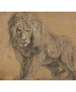 Peter Paul Rubens, Lion, c.1612-13 (black chalk on paper)