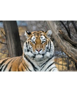 A_Lein, Sibirischer Tiger