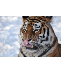 A_Lein, Sibirischer Tiger