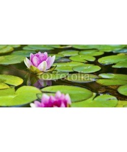 Aamon, Lotusblüte - Seerose im Teich