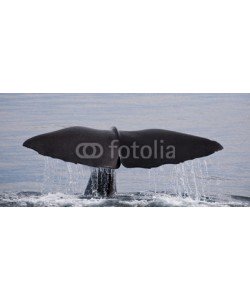 aavideos, Sperm Whale shot on the Kaikoura Coastline, New Zealand