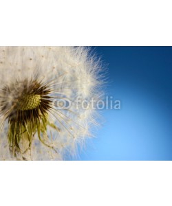 Africa Studio, Beautiful dandelion with seeds on blue background