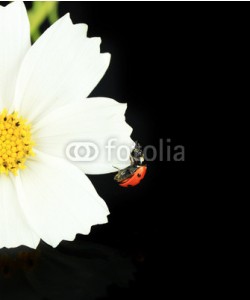 Africa Studio, Beautiful ladybird on flower, on black background