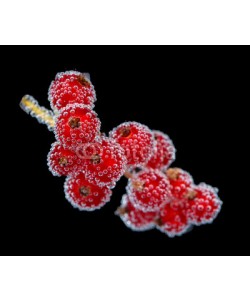 Africa Studio, Beautiful ripe red currant in water with bubbles, isolated