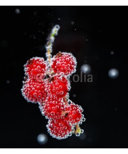 Africa Studio, Beautiful ripe red currant in water with bubbles, isolated