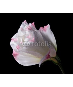 Africa Studio, Eustoma flower, isolated on black