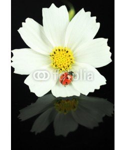 Africa Studio, Beautiful ladybird on flower, on black background
