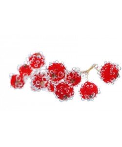 Africa Studio, Beautiful ripe red currant in water with bubbles, isolated