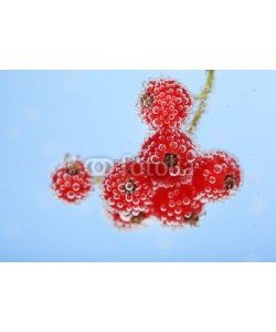 Africa Studio, Beautiful ripe red currant in water with bubbles, isolated