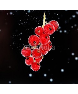 Africa Studio, Beautiful ripe red currant in water with bubbles, isolated