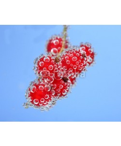 Africa Studio, Beautiful ripe red currant in water with bubbles, isolated