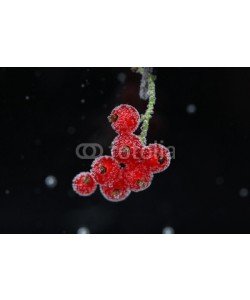 Africa Studio, Beautiful ripe red currant in water with bubbles, isolated