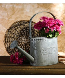 Africa Studio, Bouquet of pink chrysanthemum in watering can on wooden table