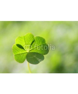 AKI's Palette, four leaf clover