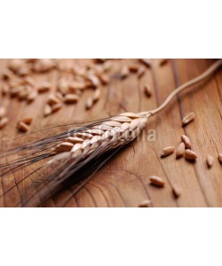 al62, spiga di grano con chicchi