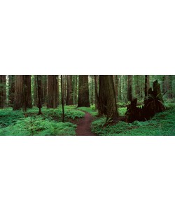 Alain Thomas, Redwoods Path